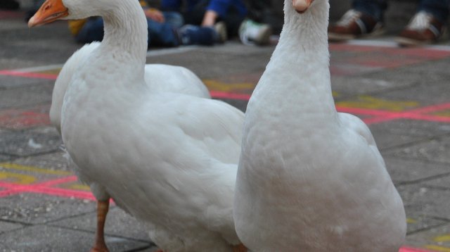 Kans met een Gans (zondag 22 oktober 2017)